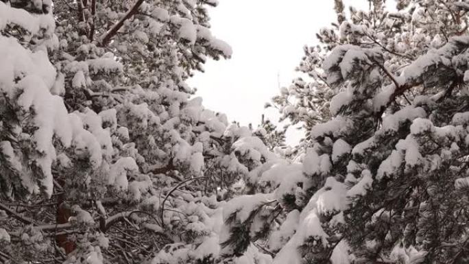 乌鸦飞过白雪覆盖的树木。
从树上掉下来的雪，松树。
土耳其埃尔祖鲁姆市的森林。
美丽的冬季风景与自然