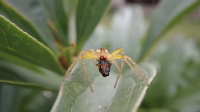 在爱沙尼亚吃一些虫子的蜘蛛的近距离观察