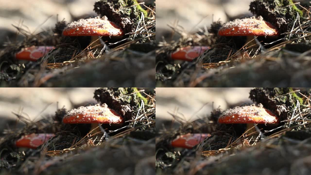 中欧松林中的毒蝇木耳鹅膏菌