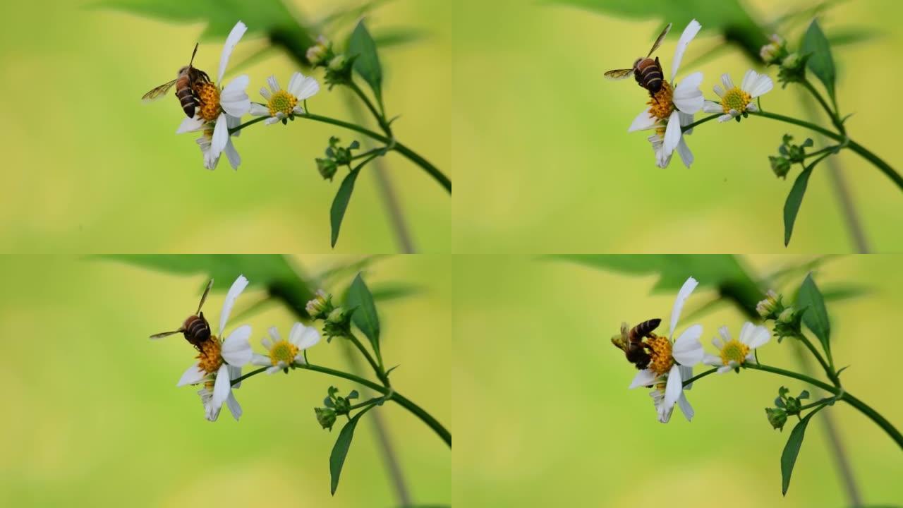 蜜蜂飞舞养蜂采蜜蜂农