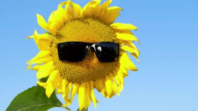 美丽的向日葵太阳眼镜从风中爆发