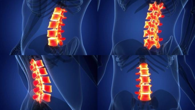 脊髓脊柱腰椎人体骨骼系统解剖动画概念