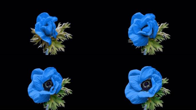 美丽的蓝色海葵花盛开在黑色背景上，特写。海葵冠。趋势色彩2022。展示色彩2022年-非常仔细。婚礼