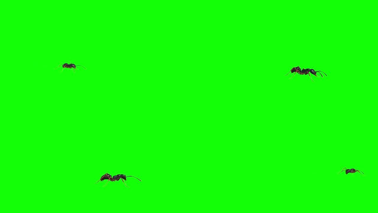 蚂蚁走在绿屏上