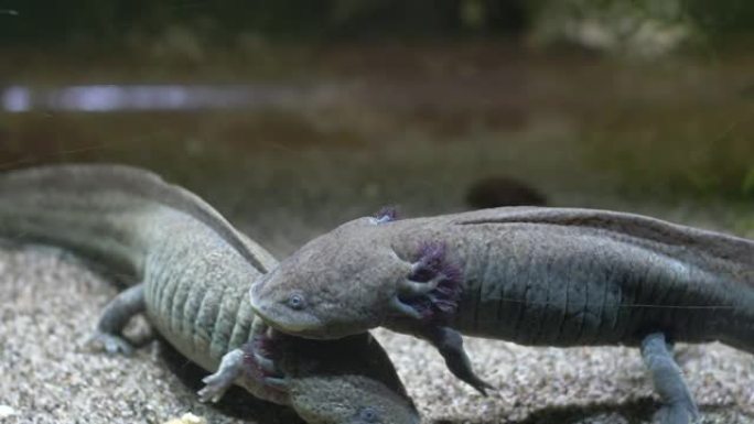 水族馆沙质底部的阿索洛特墨西哥步行鱼Ambystoma Mexicanum