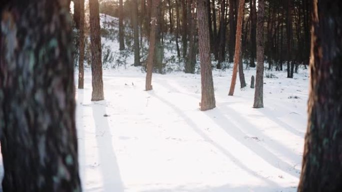 冬天日落时森林雪上的阳光阴影
