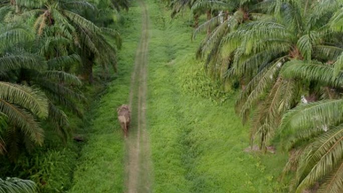 侏儒大象在油棕种植园中独自行走的惊人空中最高镜头，无人机沿着路径跟随动物