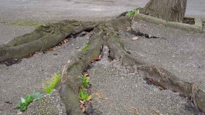 树根发芽损坏的沥青人行道路面
