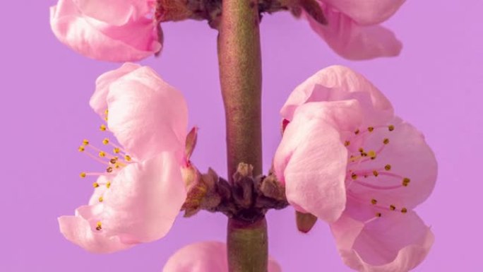 桃花旋转并以horisontal格式在粉红色背景下绽放4k视频。春天李的视频。