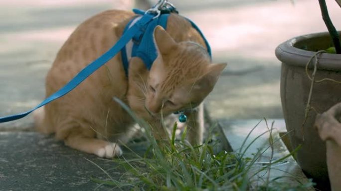 主人带着猫在屋外散步，让猫吃草。