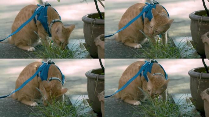 主人带着猫在屋外散步，让猫吃草。