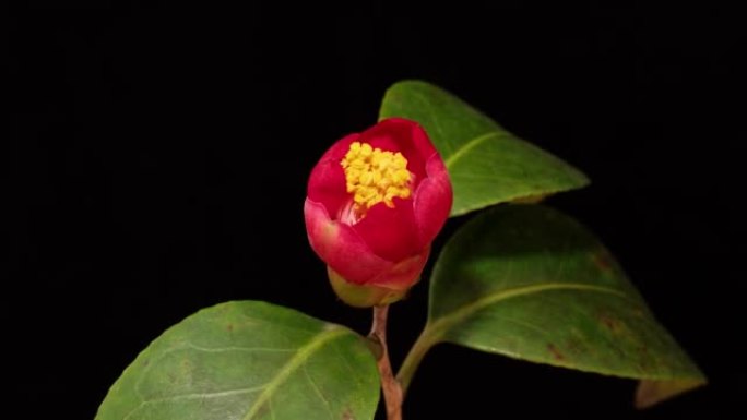 从花蕾到盛开的红山茶的延时镜头，在黑色背景上隔离特写，放大效果。