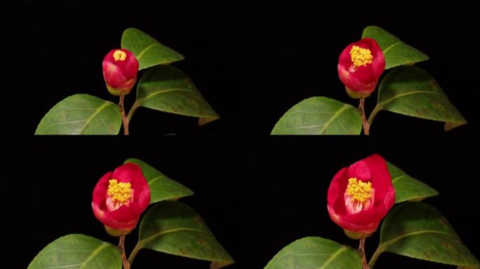 从花蕾到盛开的红山茶的延时镜头，在黑色背景上隔离特写，放大效果。