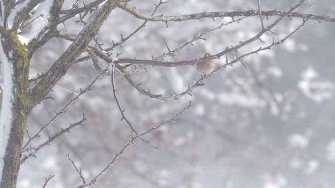 雪中的花鸡暴风雪扇动翅膀