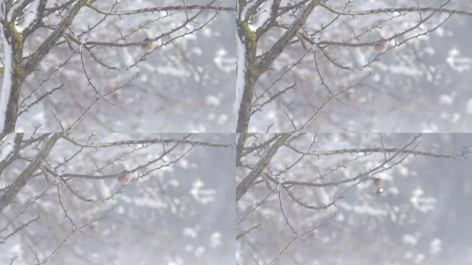 雪中的花鸡暴风雪扇动翅膀