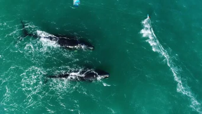 在南露脊鲸旁边冲浪的风筝冲浪者的自上而下的空中射击