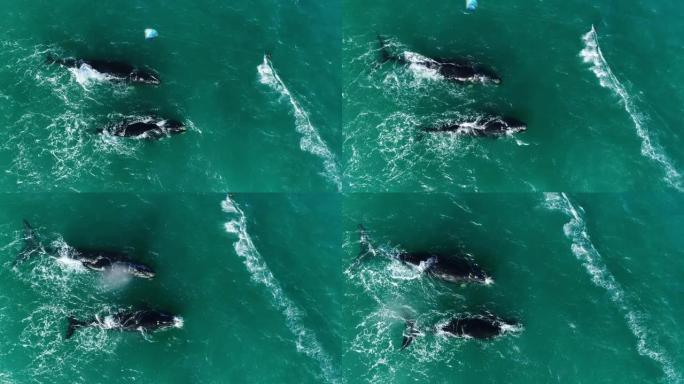 在南露脊鲸旁边冲浪的风筝冲浪者的自上而下的空中射击