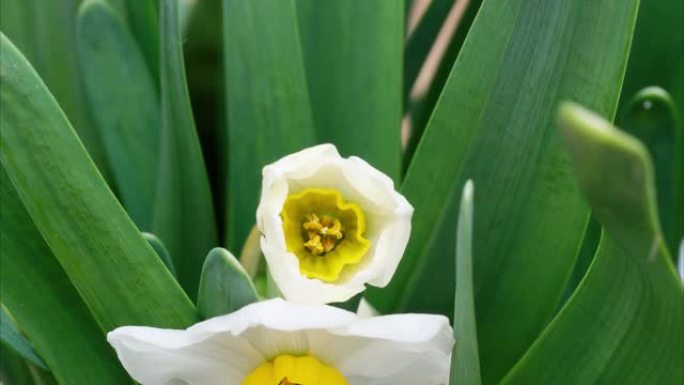 盛开的水仙花的4k延时镜头，白色水仙花的生长特写。