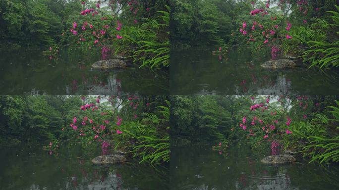 4K实拍，春雨中公园里的湖水与绿树红花。