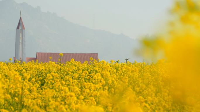 油菜花 春天来了