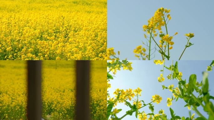 油菜花 春天来了