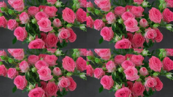 美丽的灌木粉色 (红色) 玫瑰花束，黑色背景上有水滴。用水喷洒花朵。选择性聚焦，大型聚乳酸