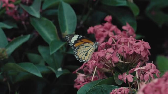 蝴蝶在慢动作的自然花园中马鞭草在花朵上受伤愈合