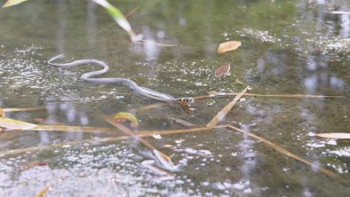 黄色耳朵的无毒蛇在杂草丛生的水池中游泳，寻找猎物