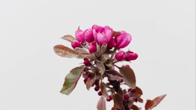 粉红色蟹苹果花从芽到盛开的延时镜头，孤立在白色背景特写镜头工作室拍摄。