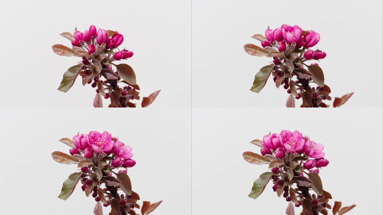 粉红色蟹苹果花从芽到盛开的延时镜头，孤立在白色背景特写镜头工作室拍摄。