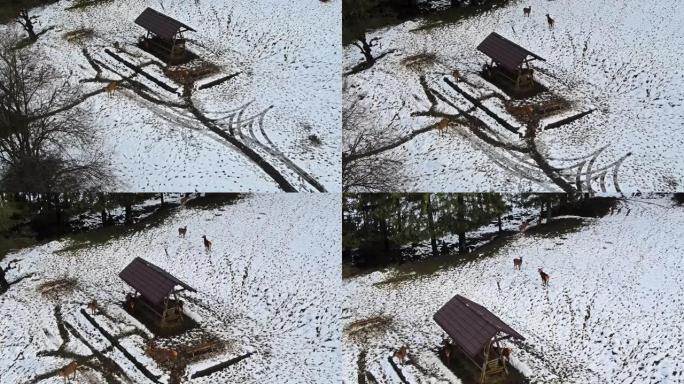 喀尔巴阡山脉的白雪覆盖的草坪，罗马尼亚的饲养员和deers周围