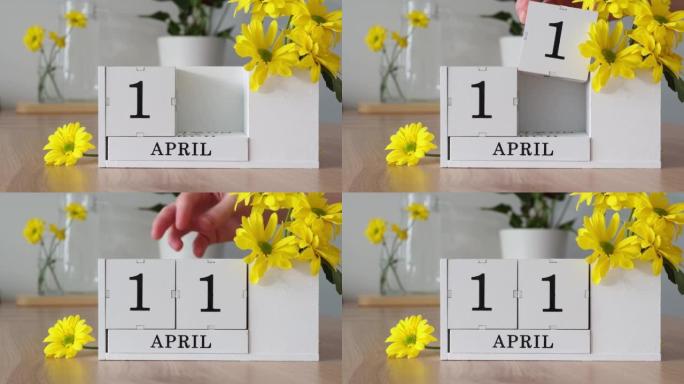 春季月份4月11日。女人的手翻过一个立方历法。黄色花朵旁边的桌子上的白色万年历。在一个月内更改日期。