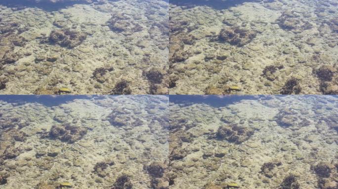 白色沙滩上被海浪席卷的死珊瑚岩石