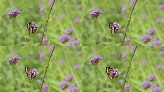 蝴蝶在慢动作的自然花园中马鞭草在花朵上受伤愈合