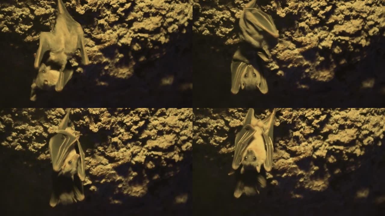 蝙蝠栖息在洞穴壁上。高质量4k镜头