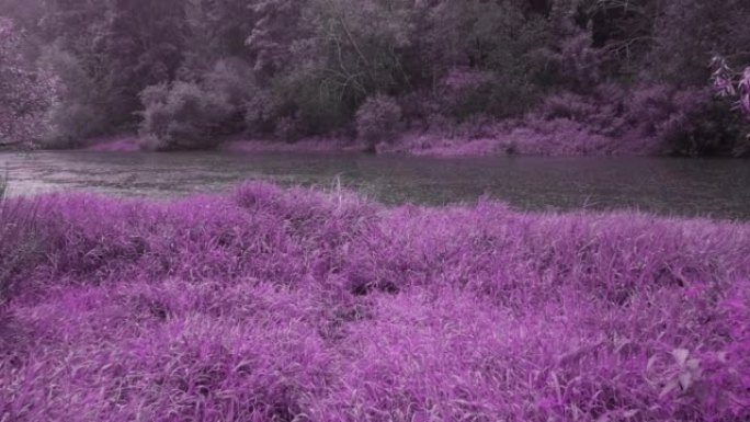 河流在流动，下着大雨，有明亮的紫色，紫色的草