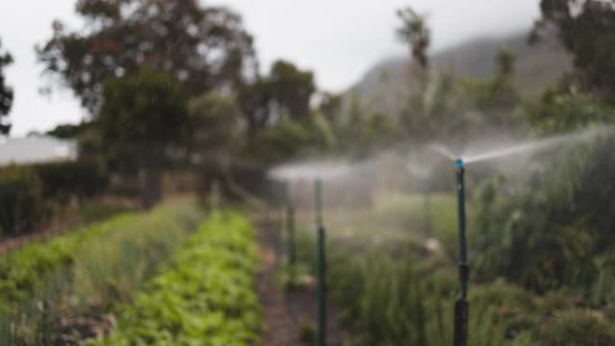 灌溉喷头浇灌菜园自动化