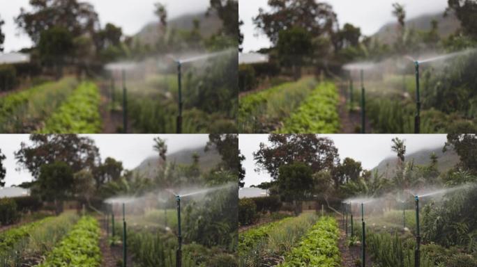 灌溉喷头浇灌菜园自动化