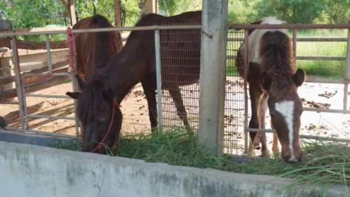三匹马从马厩的槽里吃草。