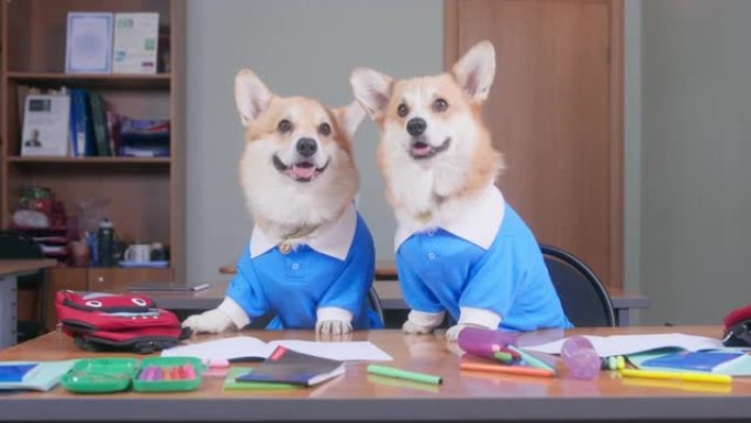 两只穿着制服的聪明的威尔士柯基犬彭布罗克或开衫狗乖乖地坐在桌子上，桌子上堆满了学校用品，上课时听老师
