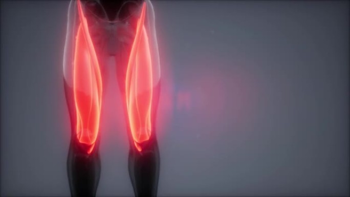大腿肌肉-可见肌肉解剖图