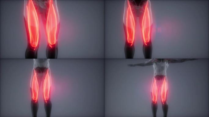 大腿肌肉-可见肌肉解剖图