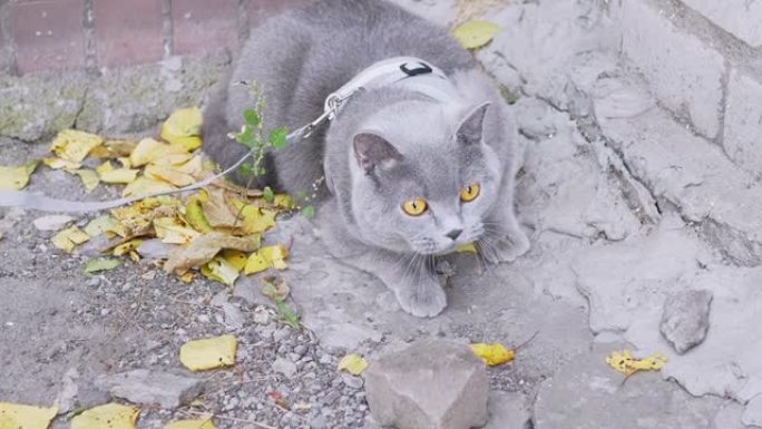 一位女主人在户外用皮带牵引着一只灰色的英国猫。4K.慢动作
