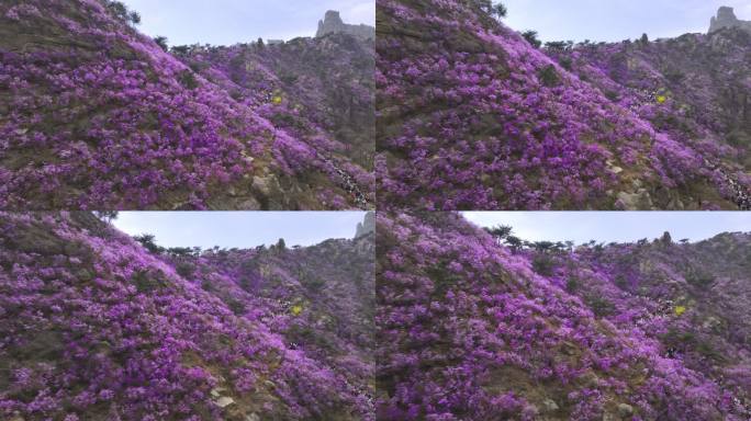 青岛大珠山杜鹃花春天的景色