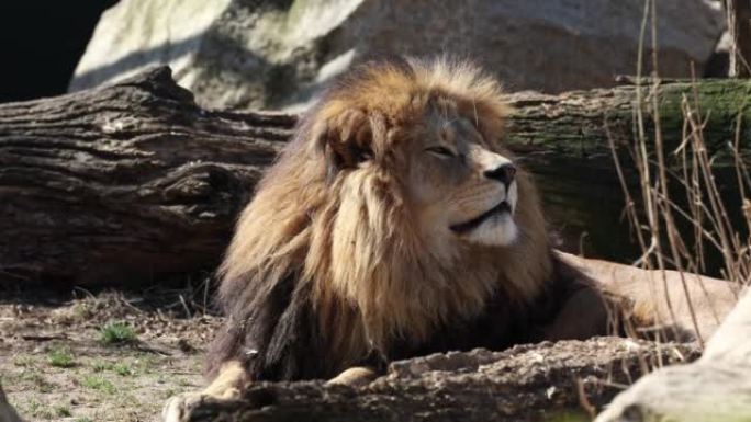 狮子，豹leo是豹属的四只大型猫科动物之一，也是猫科的一员