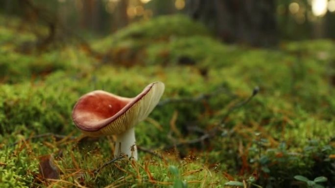 欧洲。蘑菇红菇-催吐红菇，催吐红菇或呕吐红菇。秋天的森林。条件食用菌4K