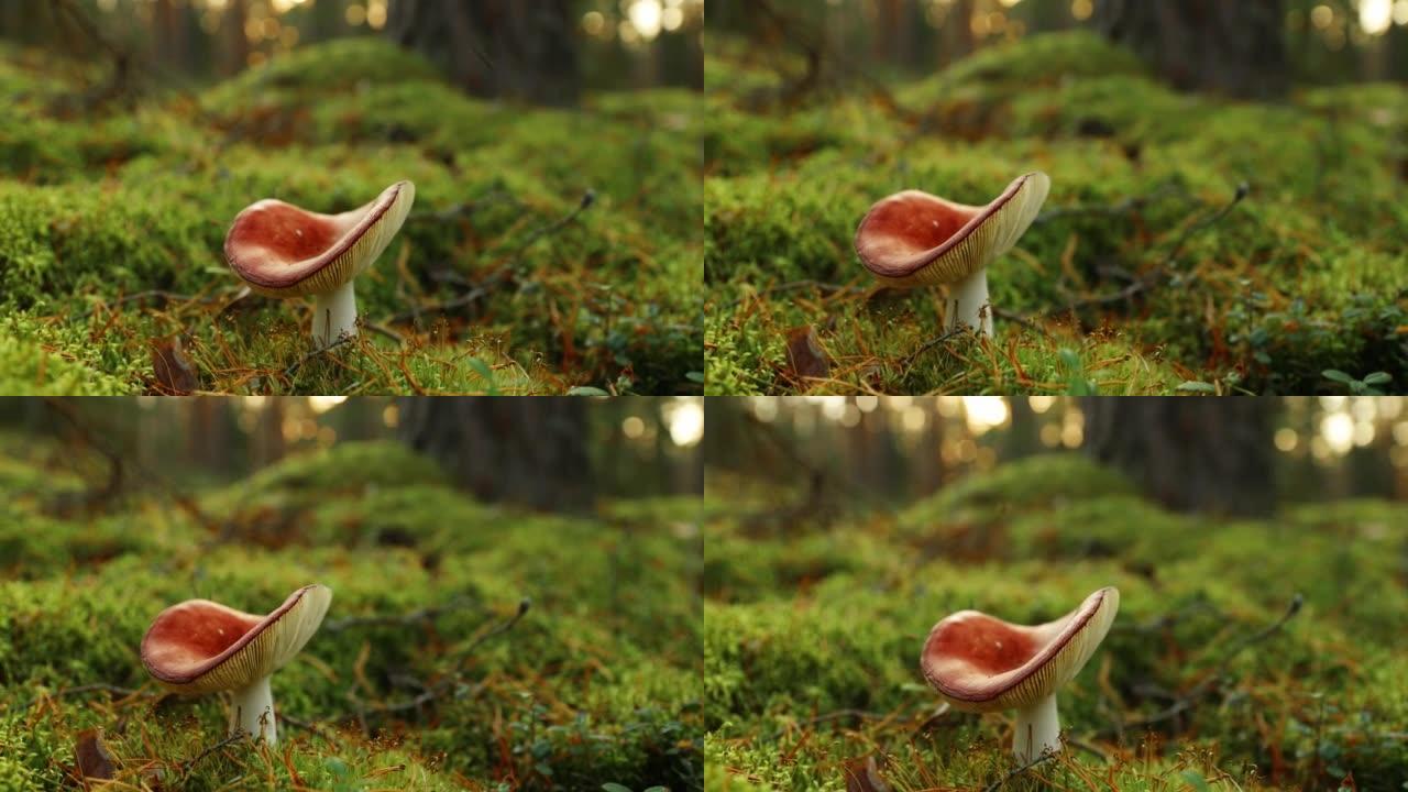 欧洲。蘑菇红菇-催吐红菇，催吐红菇或呕吐红菇。秋天的森林。条件食用菌4K