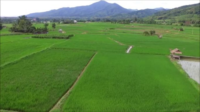 无人驾驶飞机在泰国种植水稻的生动绿色稻田的鸟瞰图