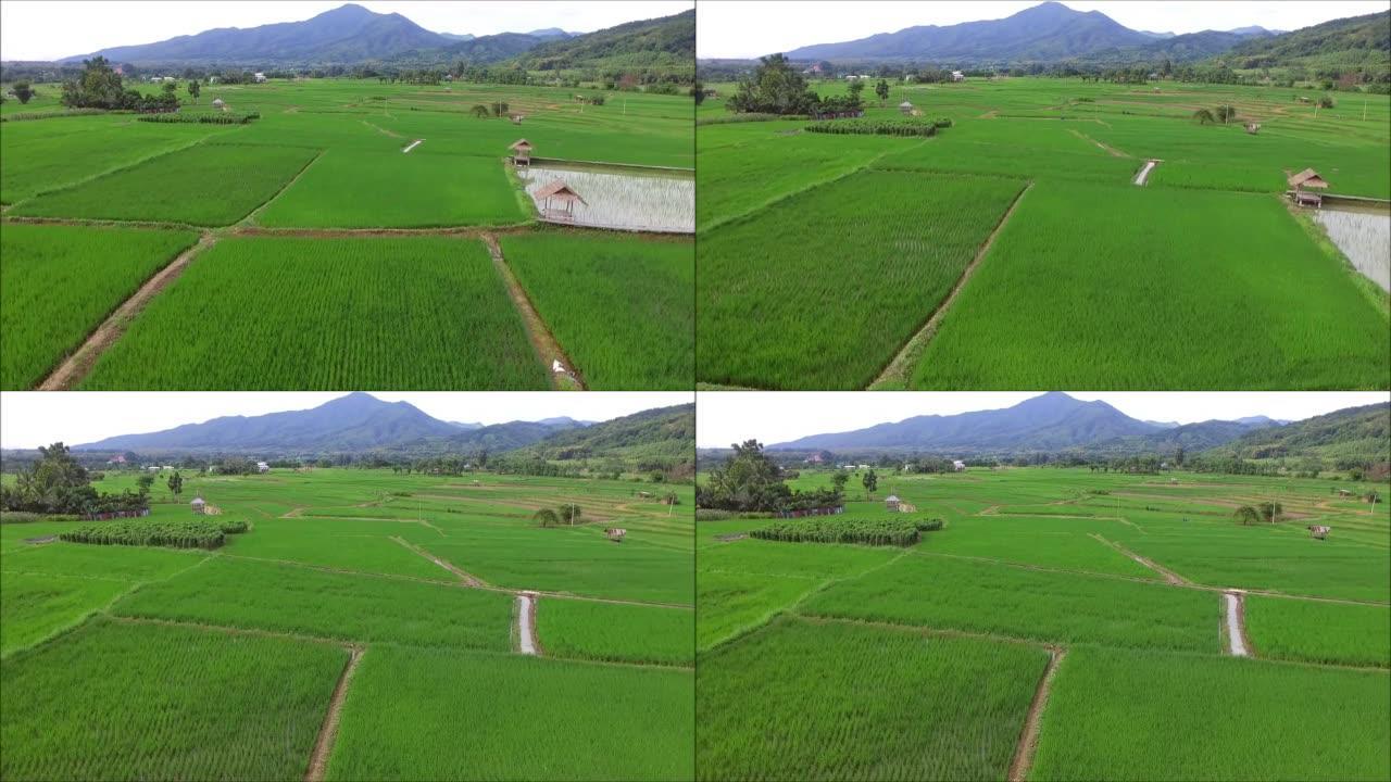 无人驾驶飞机在泰国种植水稻的生动绿色稻田的鸟瞰图