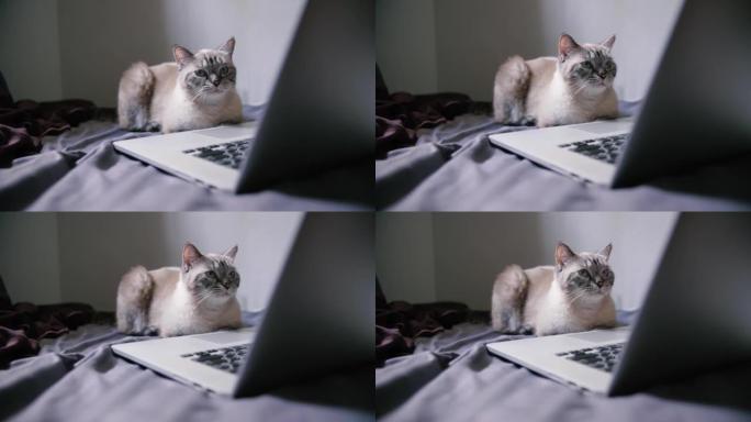 可爱的猫看着笔记本电脑。